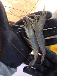 Fresh Shrimp From Edisto